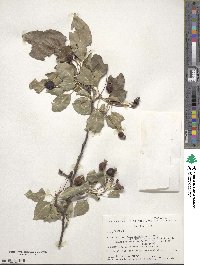 Malus mandshurica image