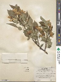 Malus mandshurica image