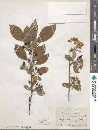 Malus mandshurica image