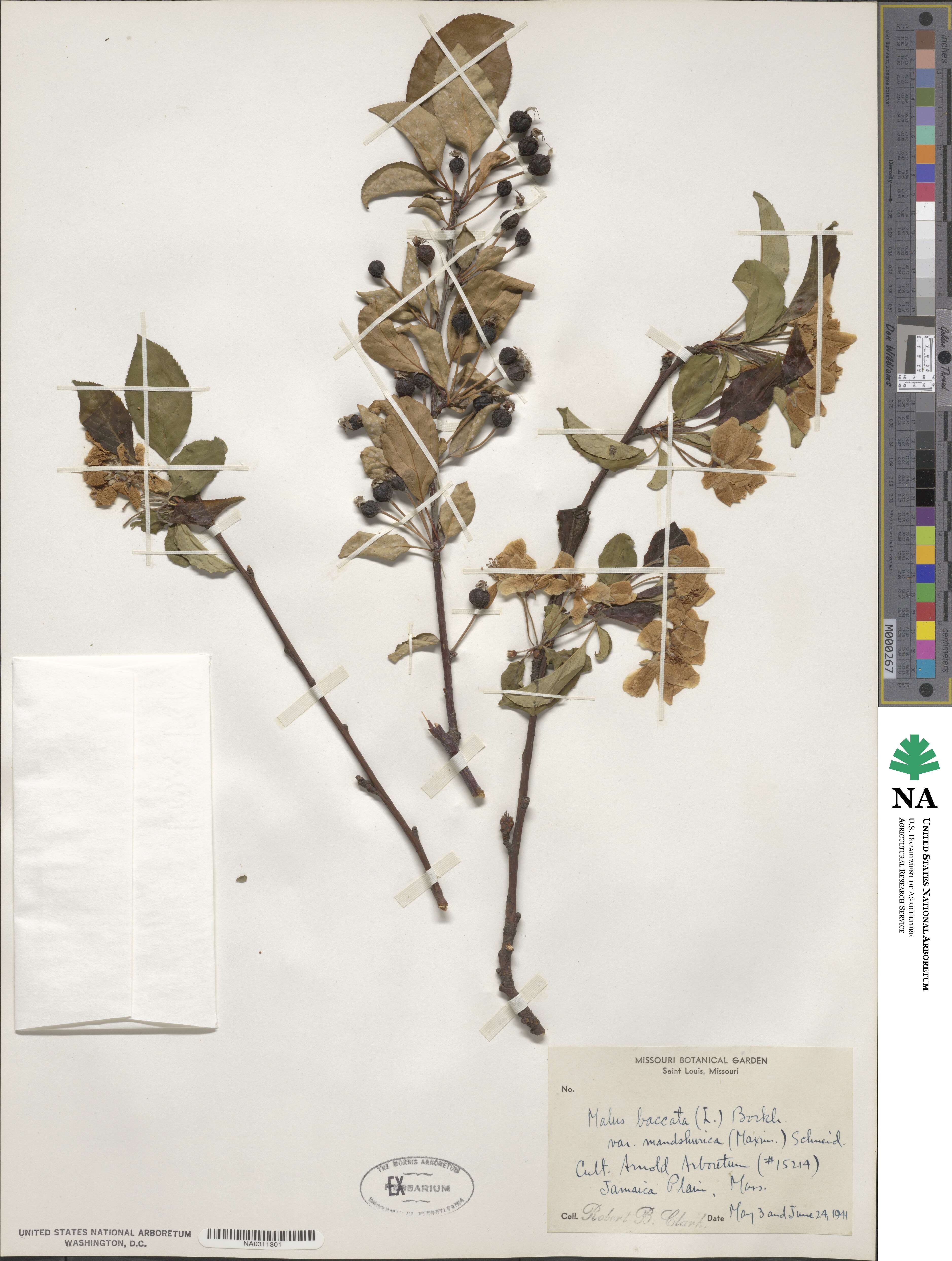 Malus mandshurica image