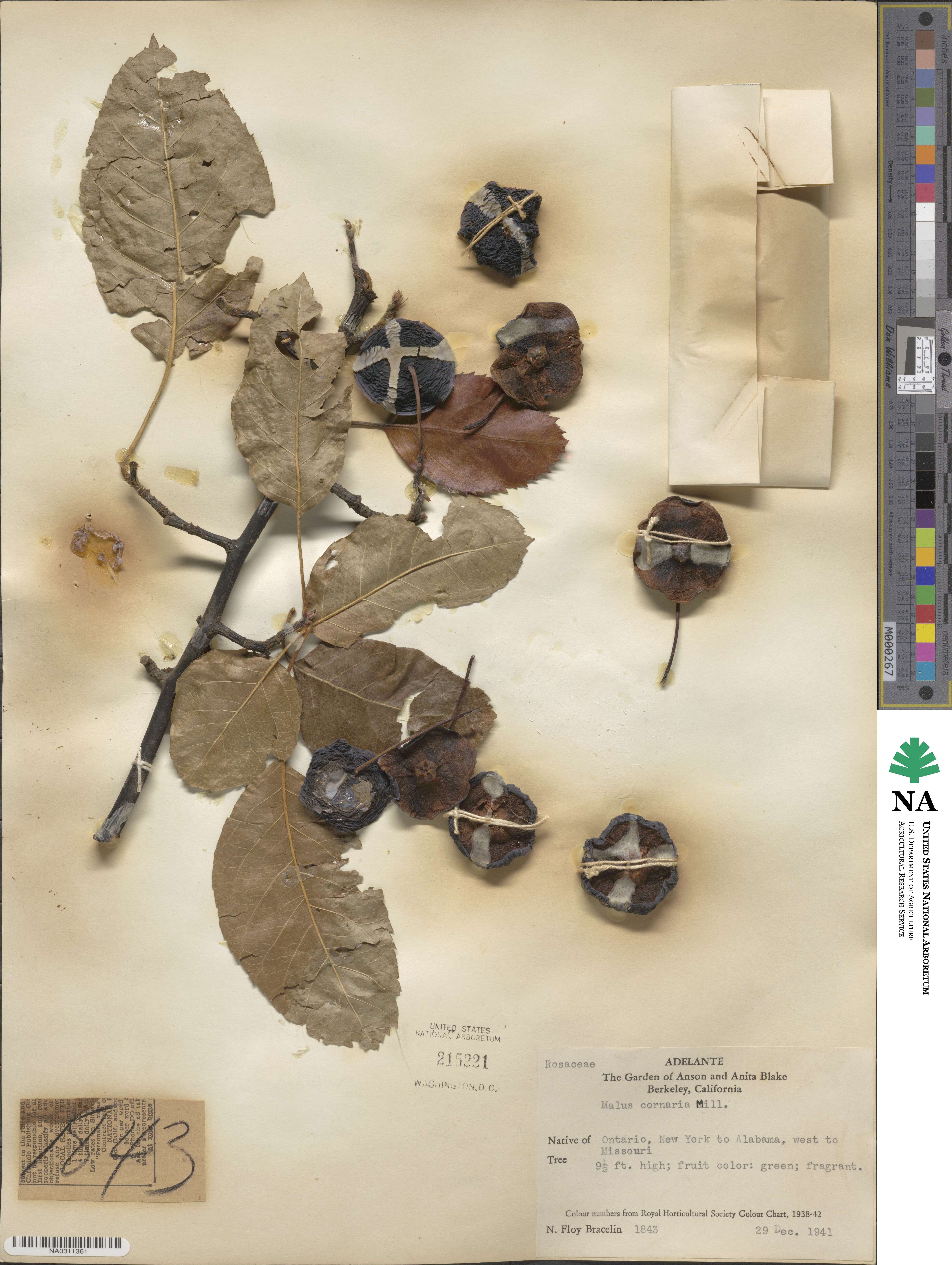 Malus coronaria image