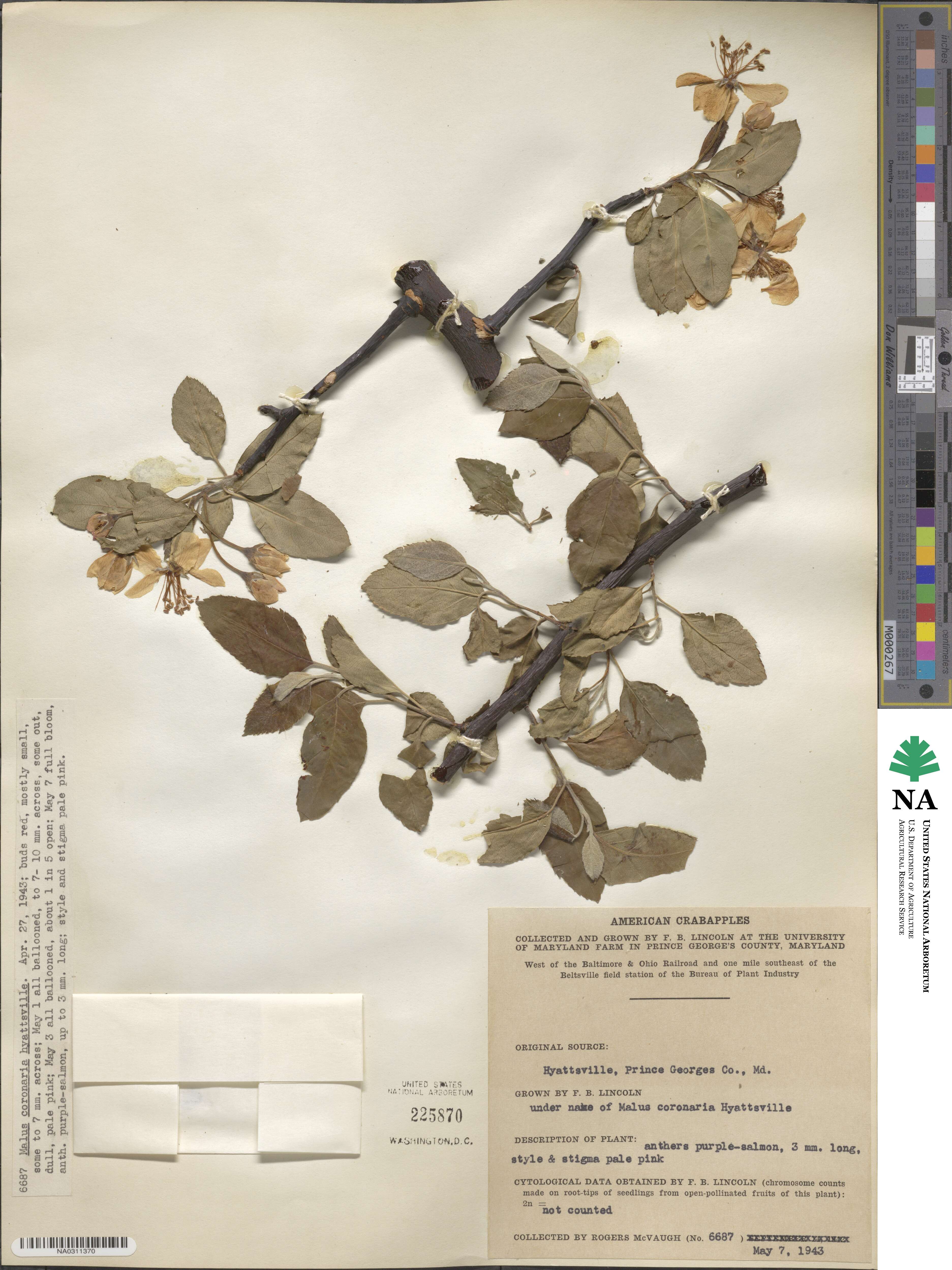 Malus coronaria image