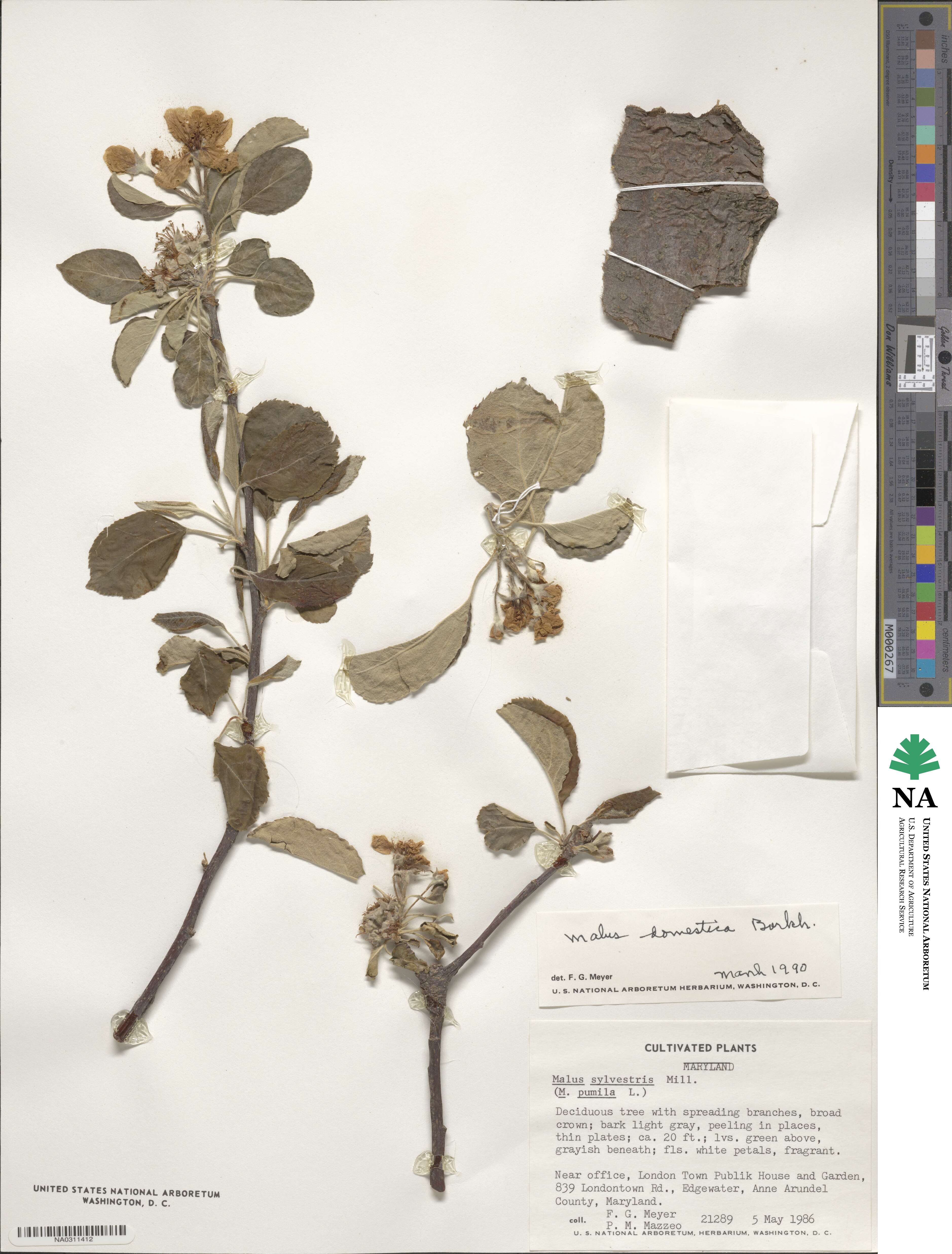 Malus domestica image