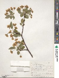 Malus sieboldii image