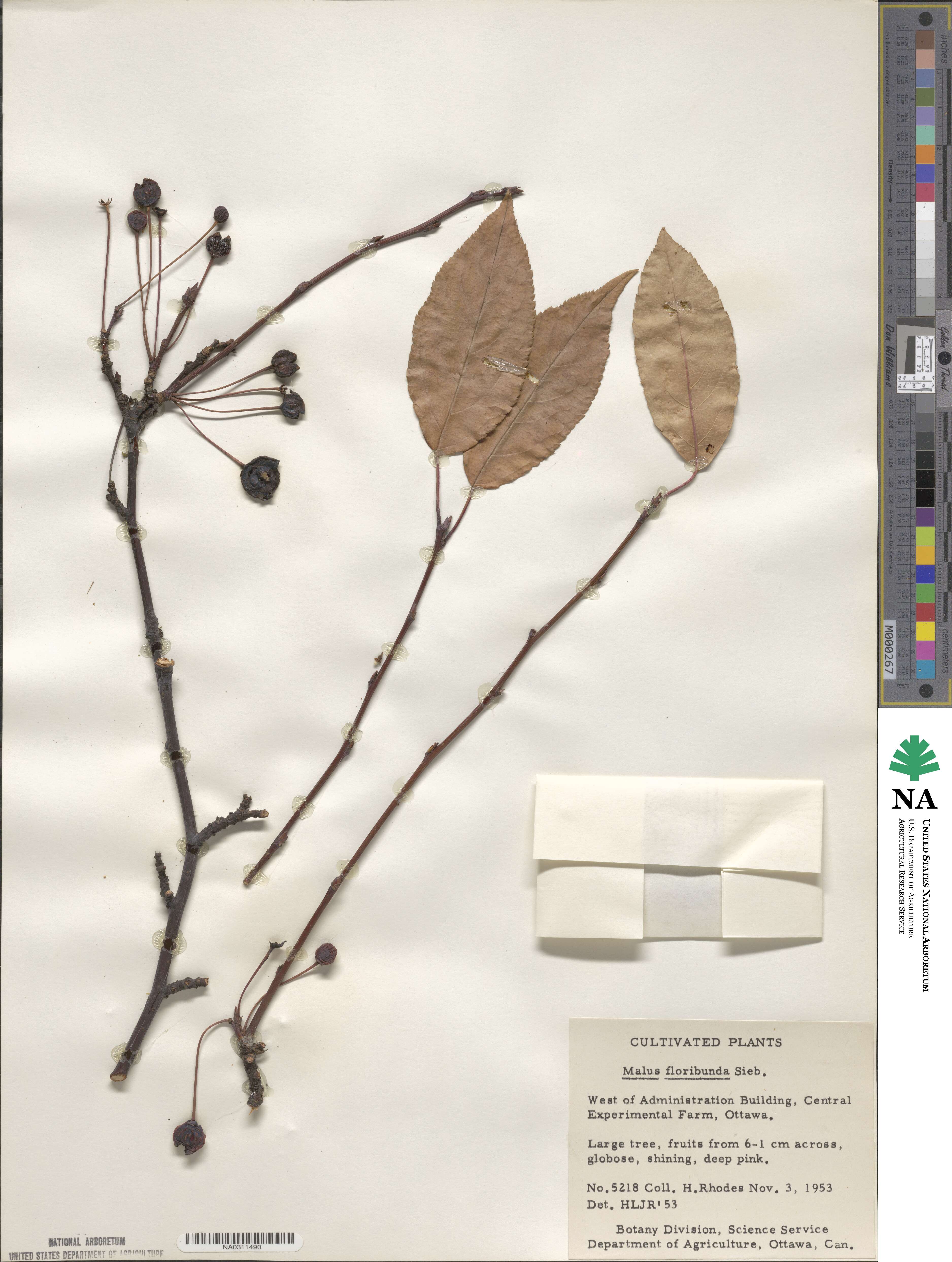 Malus sieboldii image