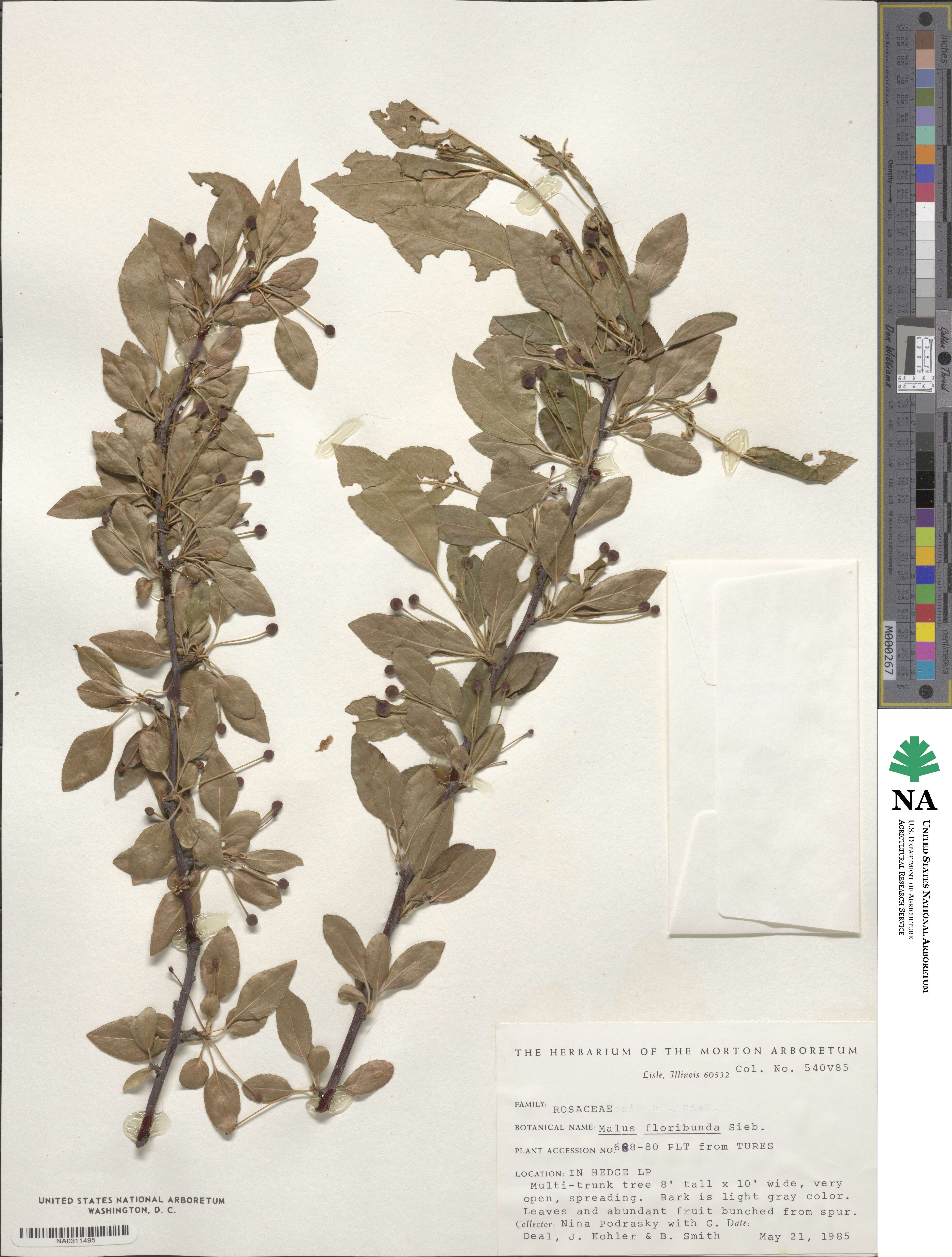 Malus sieboldii image