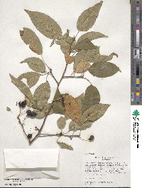 Malus sieboldii image