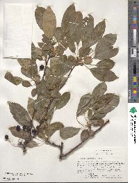 Malus sieboldii image