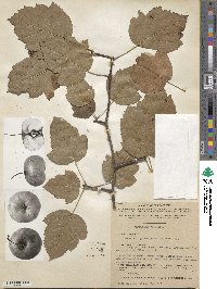 Malus coronaria image