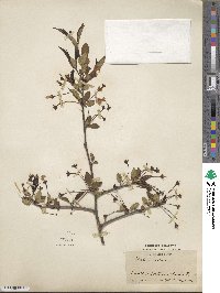 Malus halliana image