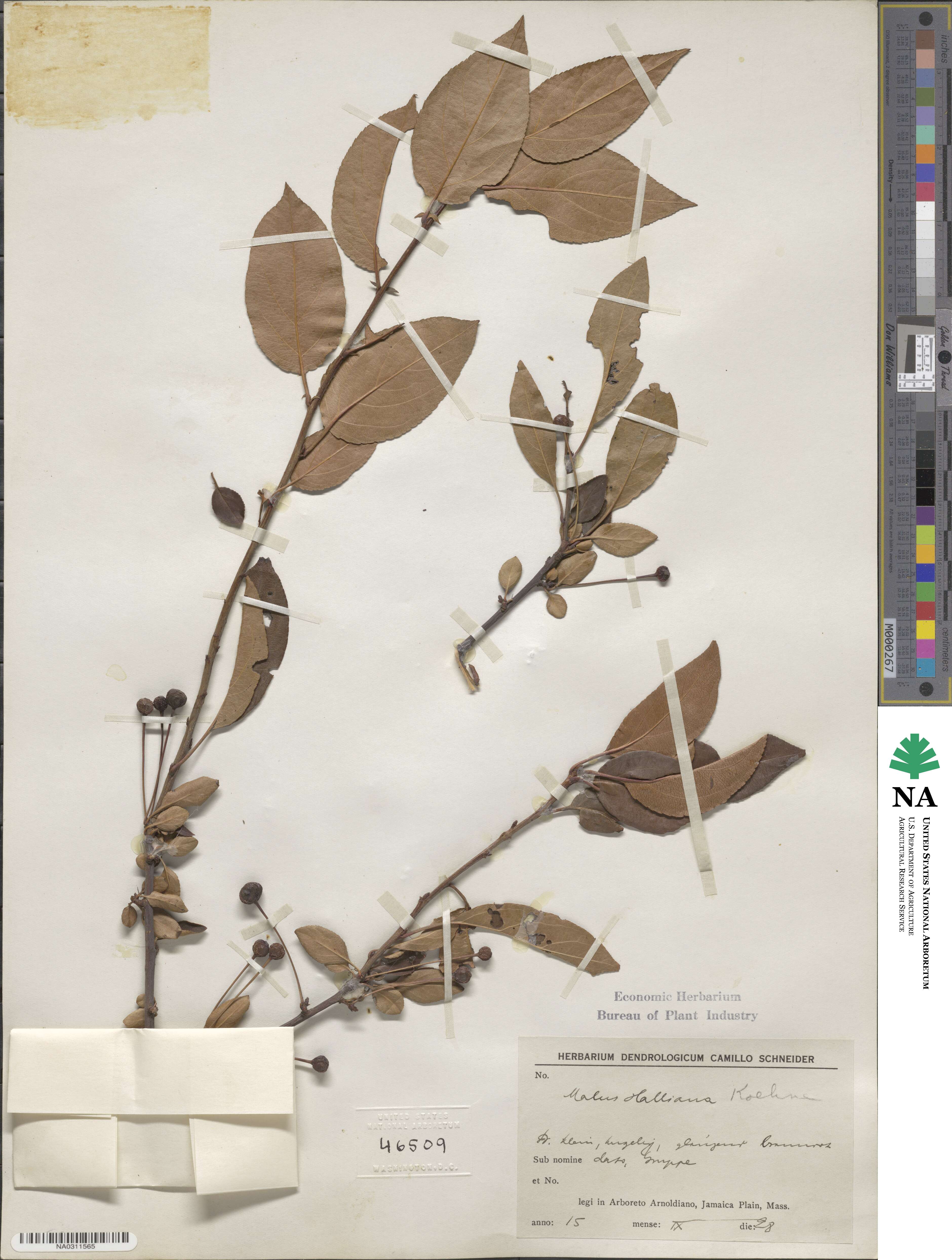 Malus halliana image