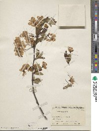 Malus halliana image