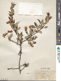 Malus halliana image