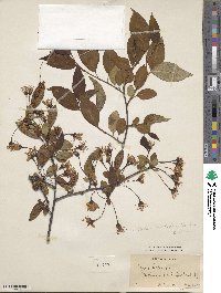 Malus halliana image