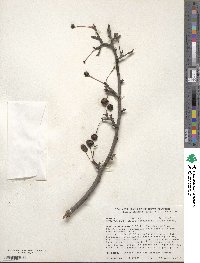 Malus hupehensis image