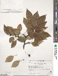 Malus hupehensis image