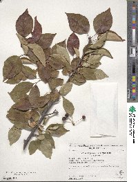 Malus hupehensis image