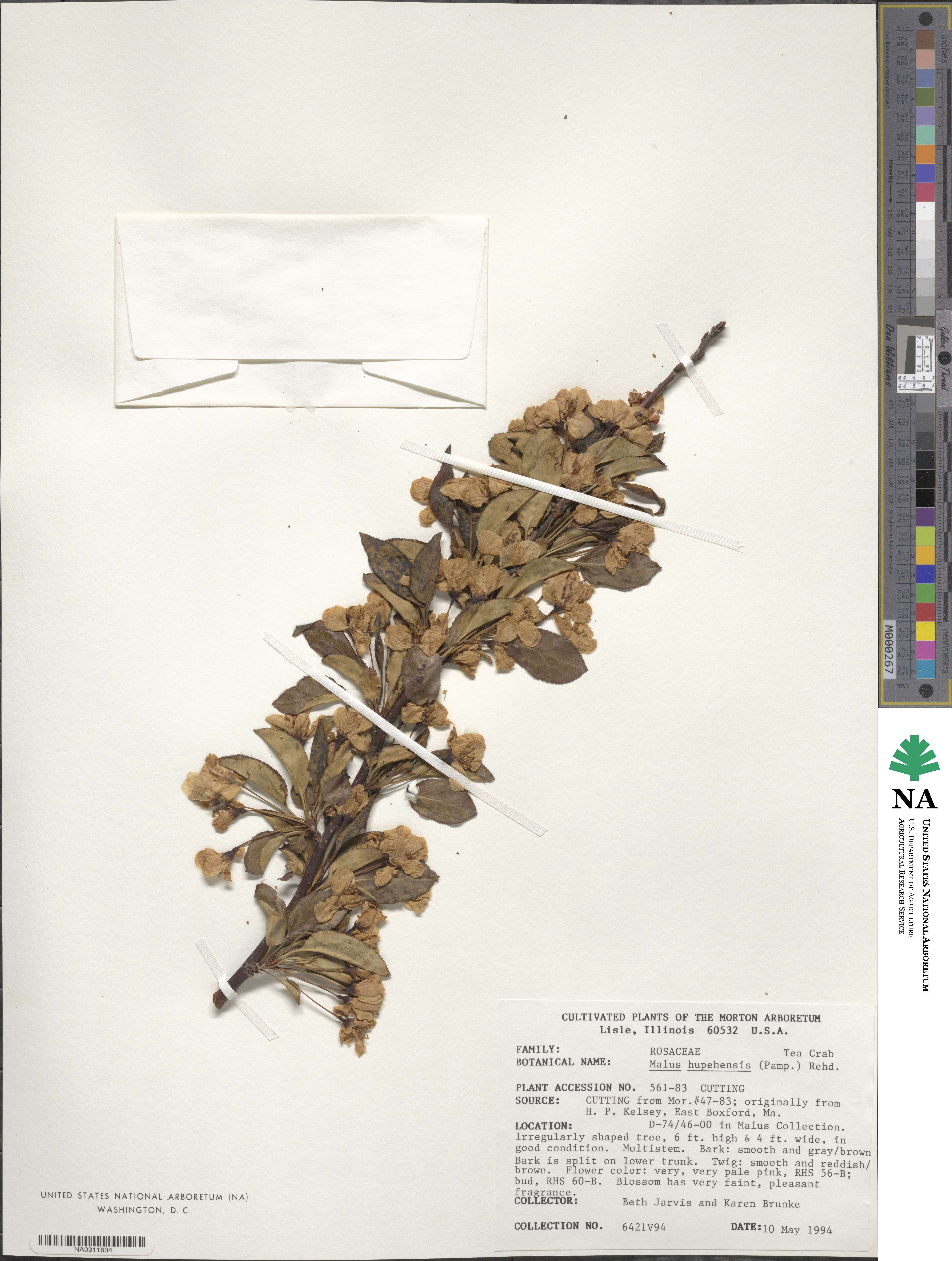 Malus hupehensis image