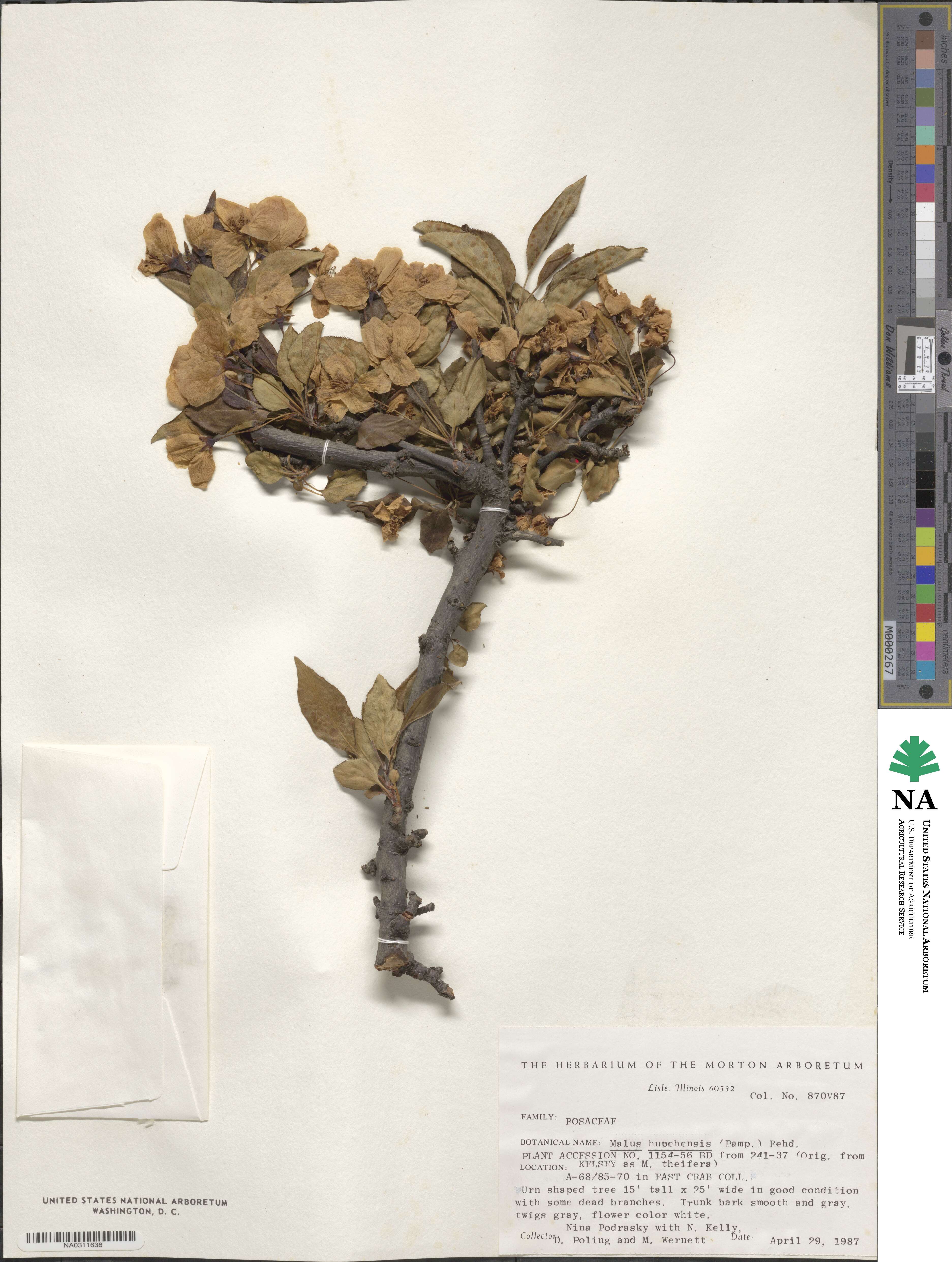 Malus hupehensis image