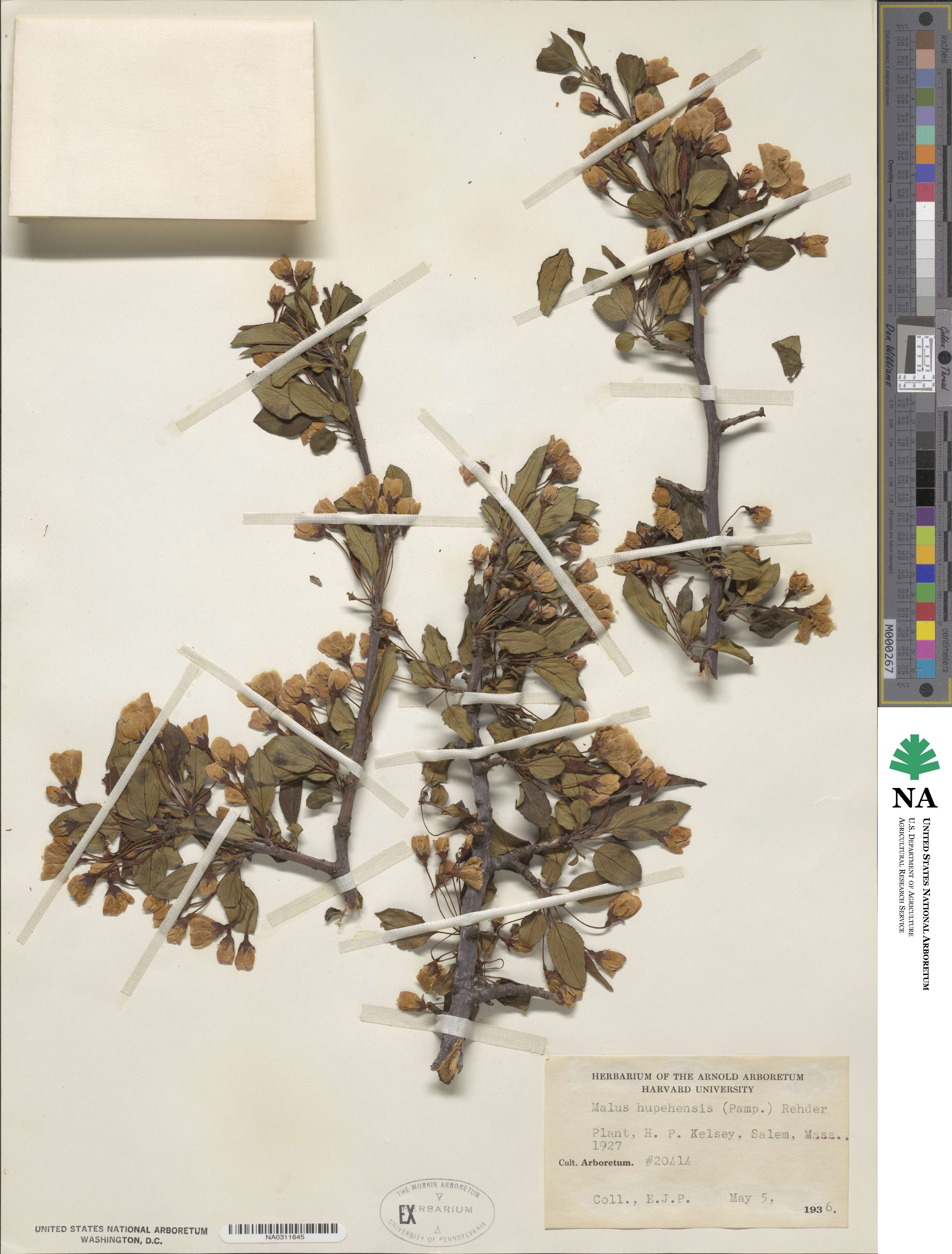 Malus hupehensis image