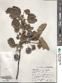 Malus ioensis image