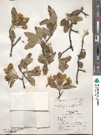 Malus ioensis image
