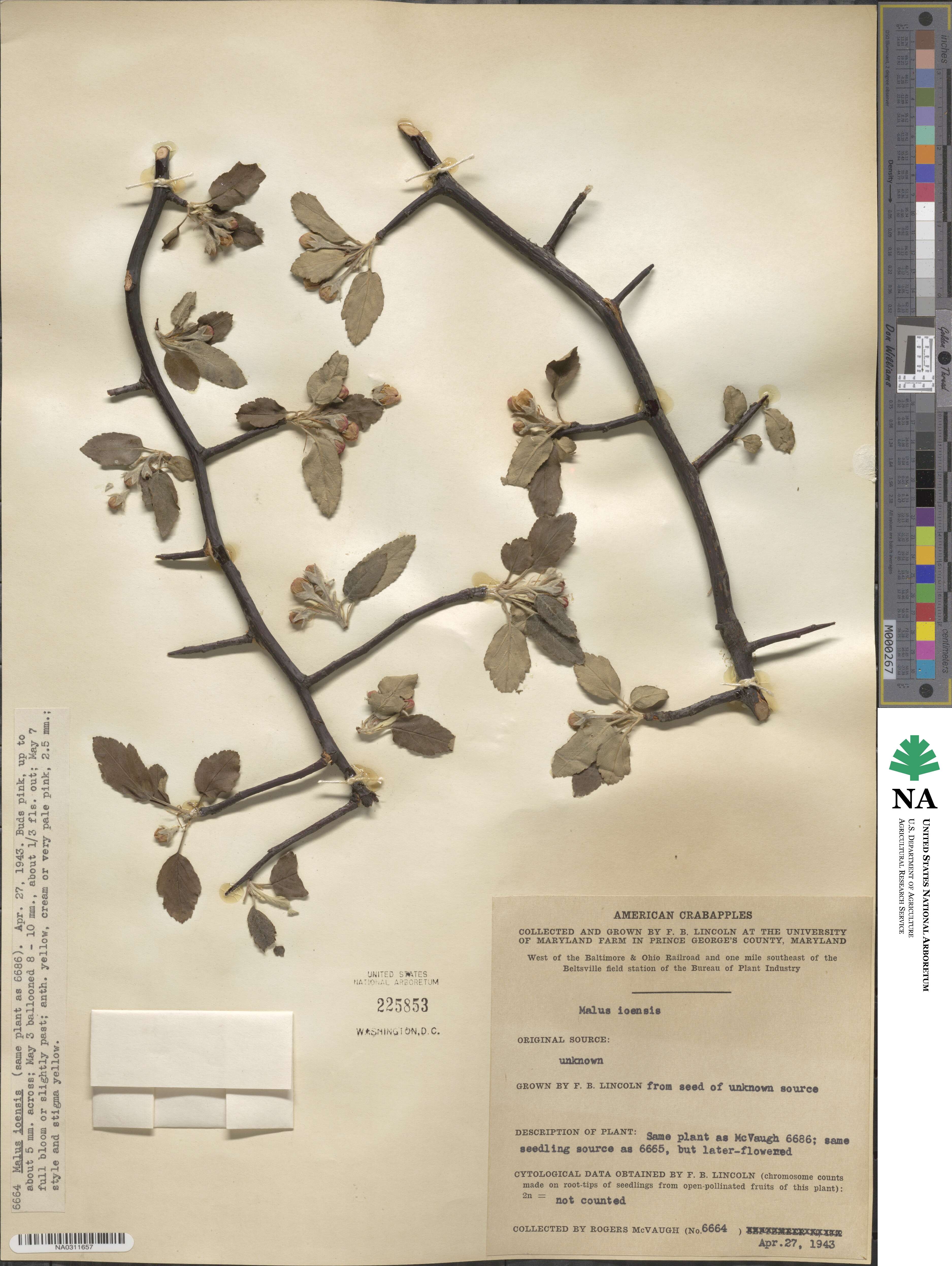 Malus ioensis image