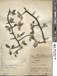 Malus ioensis image