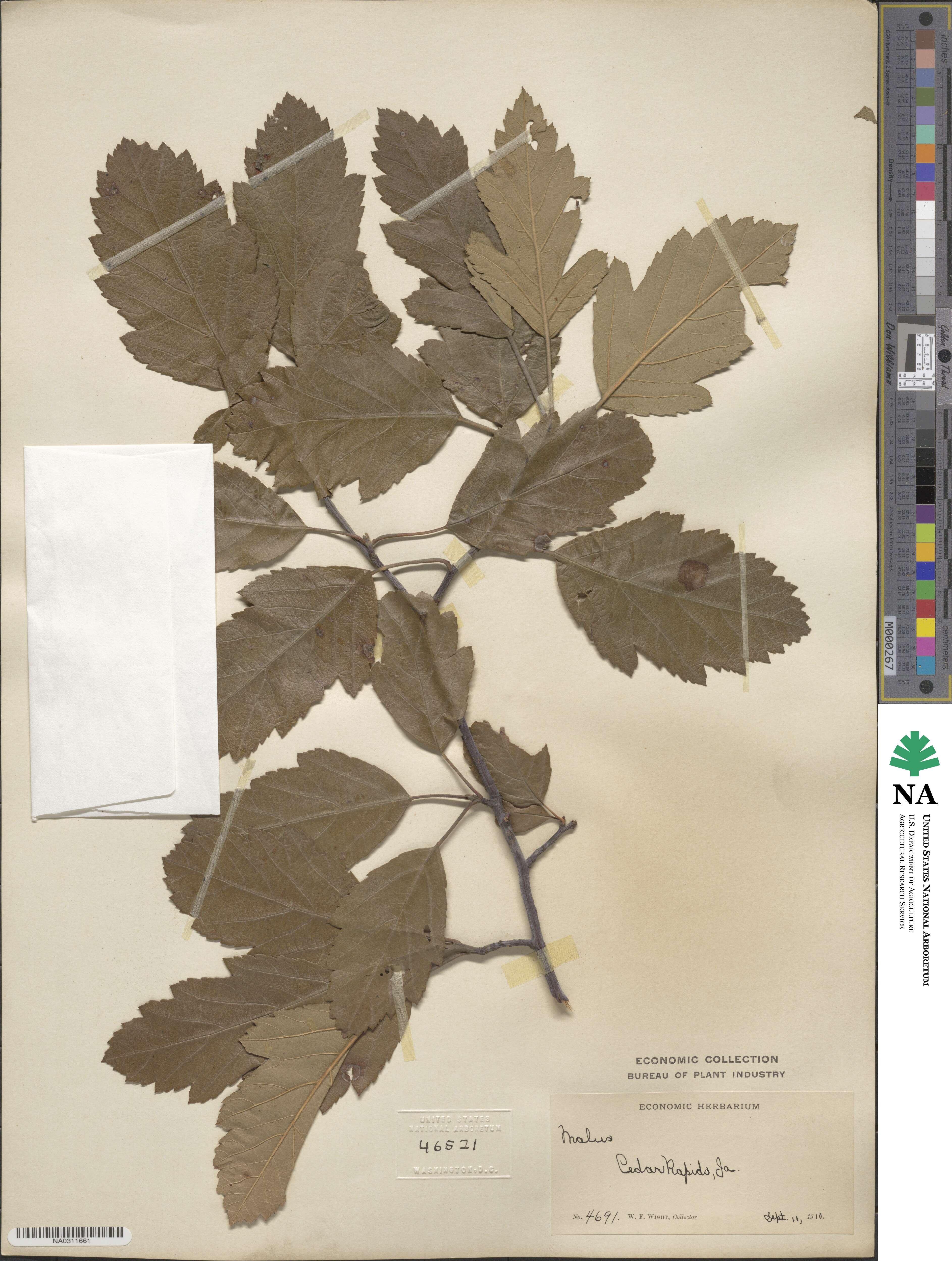 Malus ioensis image