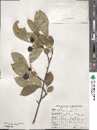 Malus × micromalus image