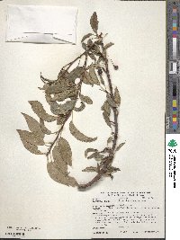 Malus × micromalus image