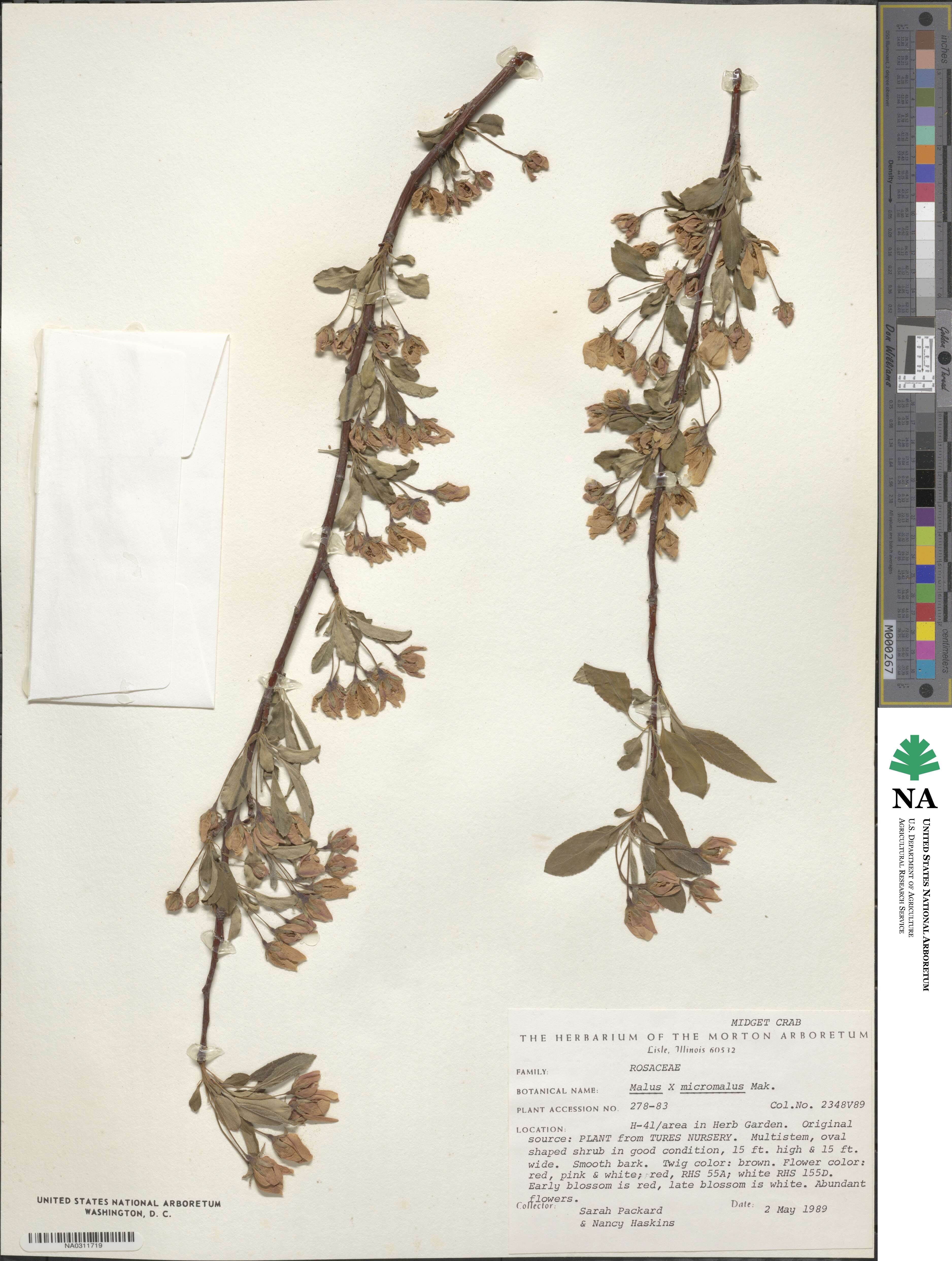 Malus × micromalus image