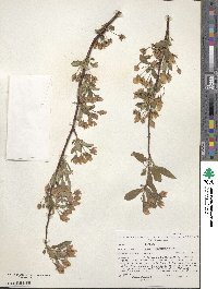 Malus × micromalus image