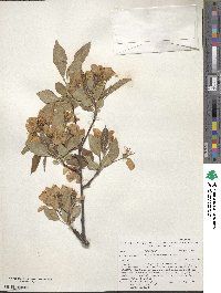 Malus × micromalus image