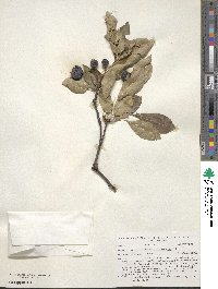 Malus × micromalus image