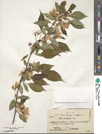 Malus pallasiana image