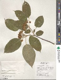 Malus prattii image