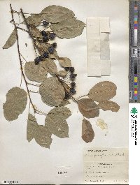 Malus prunifolia image