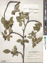 Malus prunifolia image