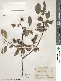 Malus prunifolia image