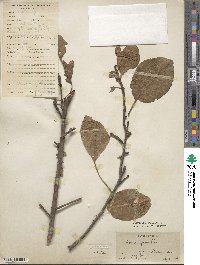 Malus prunifolia image