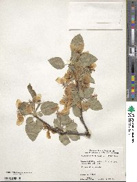 Malus prunifolia image