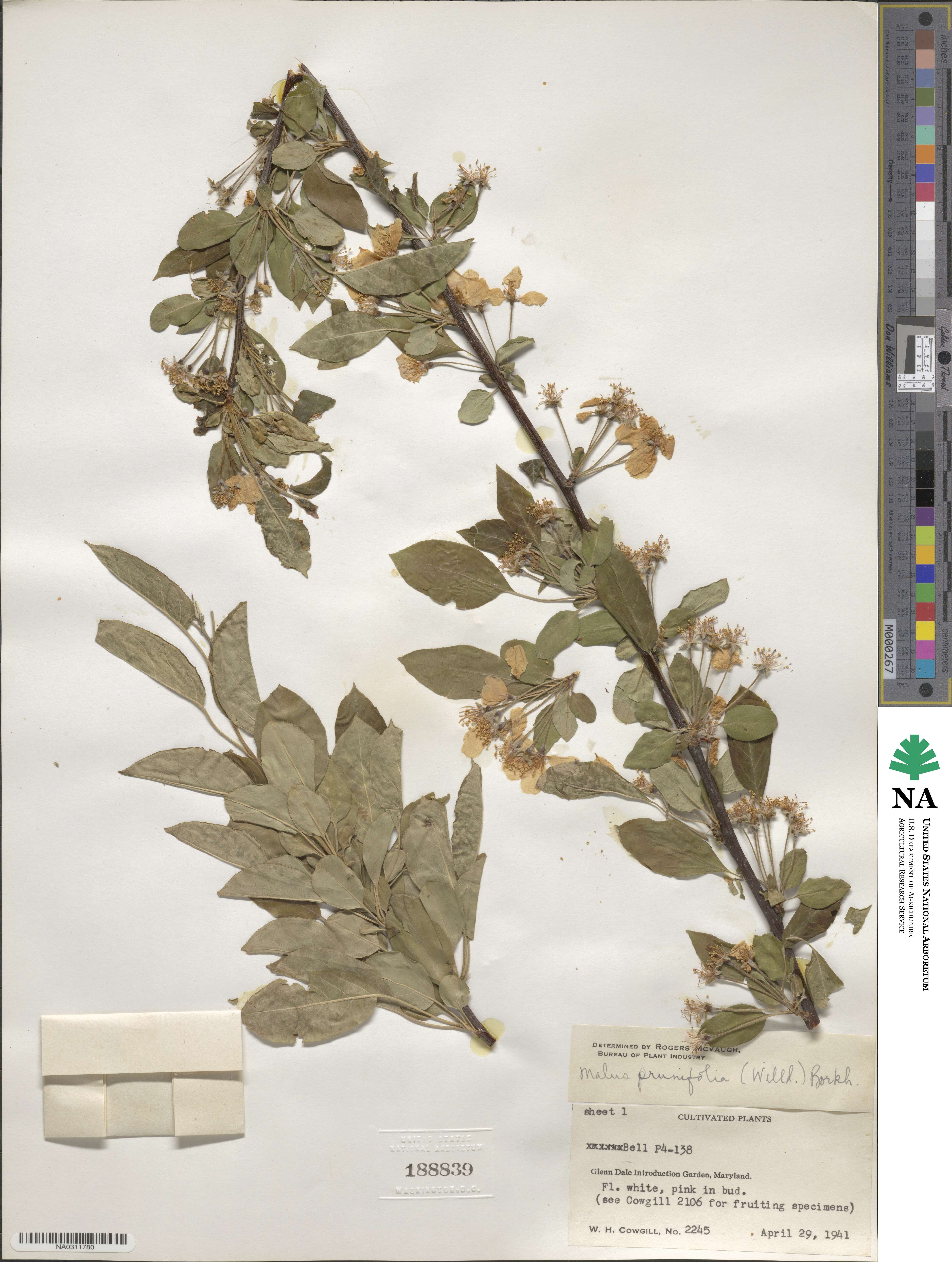 Malus prunifolia image