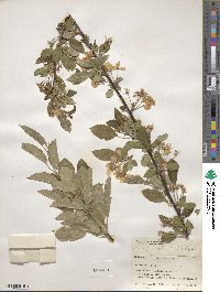 Malus prunifolia image