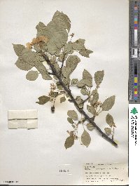 Malus prunifolia image