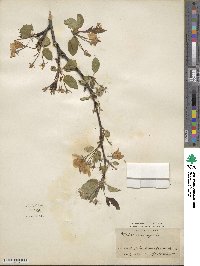 Malus prunifolia image