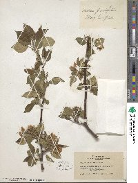 Malus prunifolia image