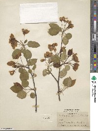 Malus prunifolia image