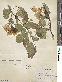 Malus prunifolia image