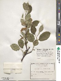 Malus prunifolia image